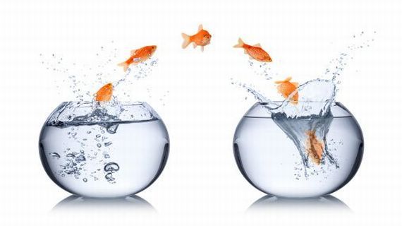 TandC changegoldfish